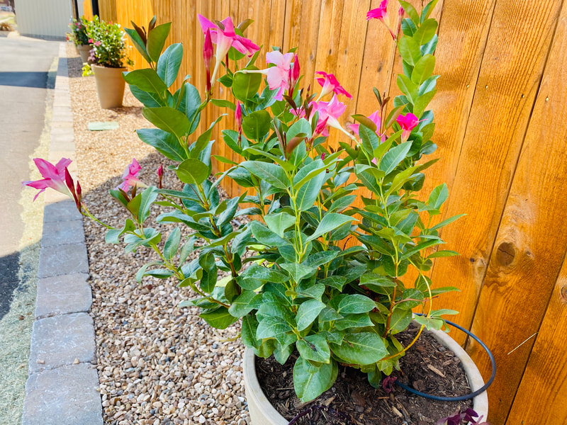 Central Fare Image 5